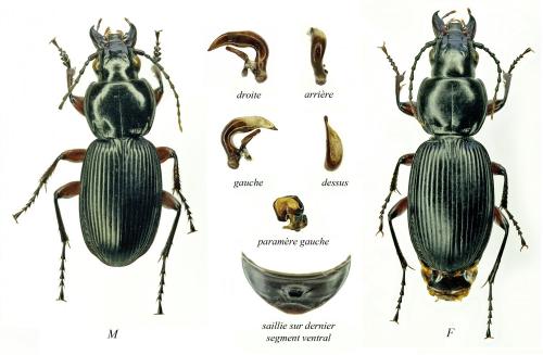 Pterostichus validus
